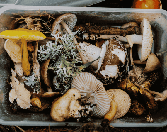 La cueillette des champignons, mode d’emploi !