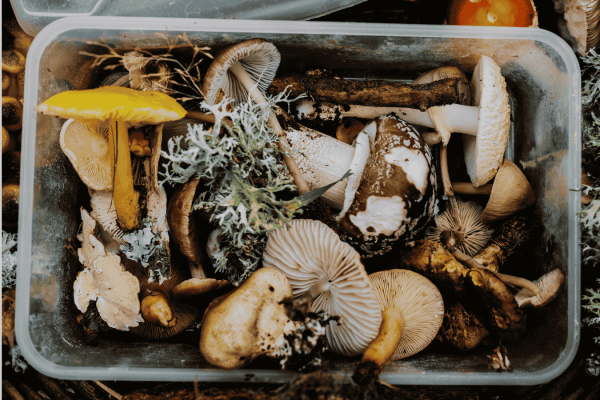 Cueillette de champignons