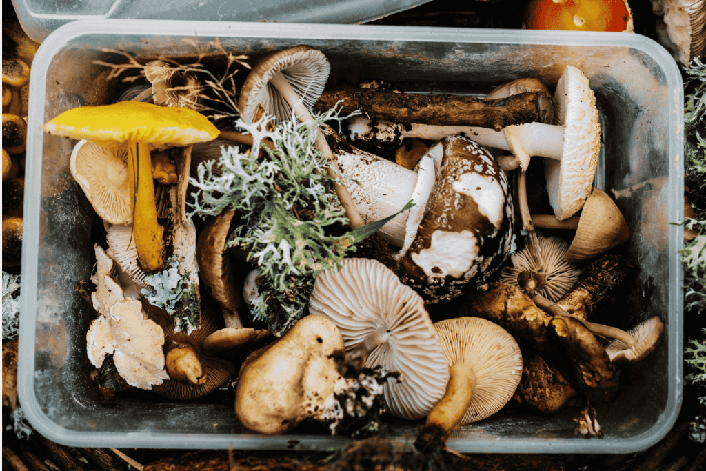 Cueillette de champignons