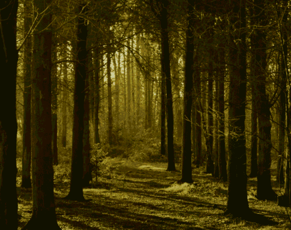 Retrouver la s&eacute;r&eacute;nit&eacute;, les bienfaits des balades en for&ecirc;t