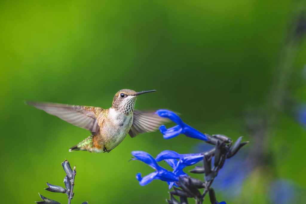 balade nature faune et flore