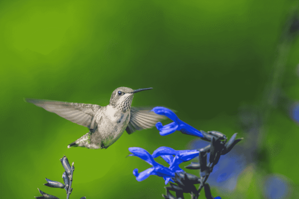 balade nature faune et flore