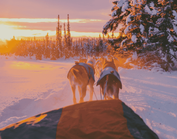Les chiens de tra&icirc;neau, une aventure hivernale &eacute;pique &agrave; travers les paysages enneig&eacute;s