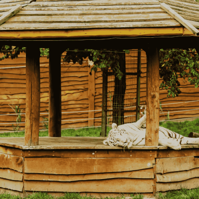 Les Zoo-Refuges en France, une alternative &eacute;thique pour la protection des animaux