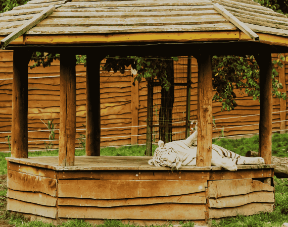 Les Zoo-Refuges en France, une alternative &eacute;thique pour la protection des animaux